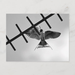 Cartão Postal Cartão-postal Swallow e Frazões
