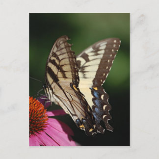 Cartão Postal Cartão-postal Swallowtail de Tigre Ocidental