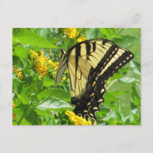 Cartão Postal Cartão-postal Swallowtail de Tigre Oriental