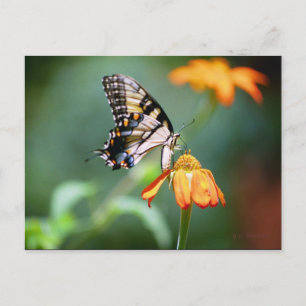 Cartão Postal Cartão-postal Swallowtail e Tithonia