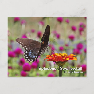 Cartão Postal Cartão-postal Swallowtail Spicebush