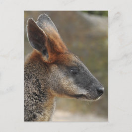 Cartão Postal Cartão-postal Swamp Wallaby
