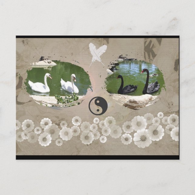 Cartão Postal Cartão-postal Swan Balance (Frente)