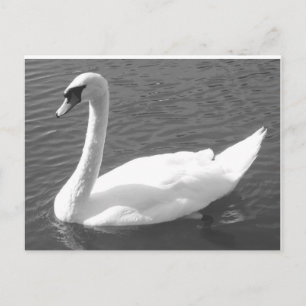 Cartão Postal Cartão-postal - Swan em preto-e-branco