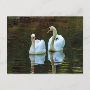 Cartão Postal Cartão-postal Swans in Love