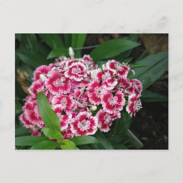 Cartão Postal Cartão-postal Sweet William Flowers (Frente)
