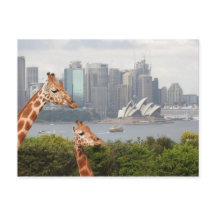 Cartão-postal Sydney Giraffe