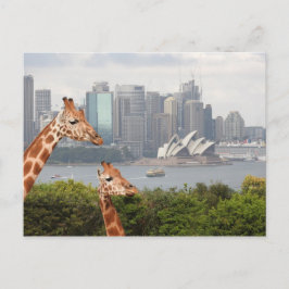 Cartão Postal Cartão-postal Sydney Giraffe