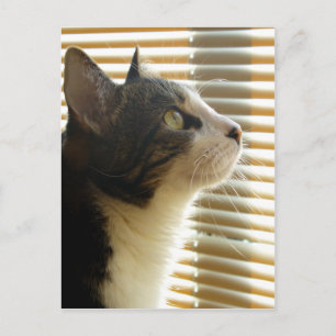 Cartão Postal Cartão-postal Syrus 001