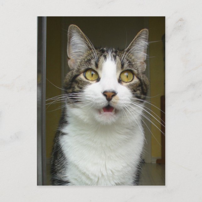 Cartão Postal Cartão-postal Syrus Chocked 0001 (Frente)