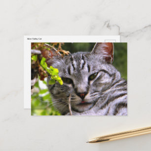 Cartão Postal Cartão-postal Tabby Cat