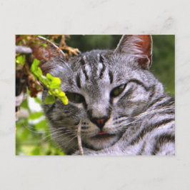 Cartão Postal Cartão-postal Tabby Cat