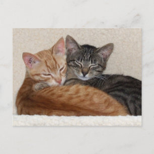 Cartão Postal Cartão-postal Tabby Kittens