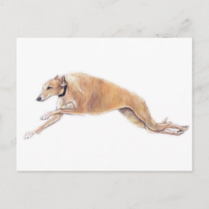 Cartão Postal Cartão-postal Tan Greyhound Executando Cachorro