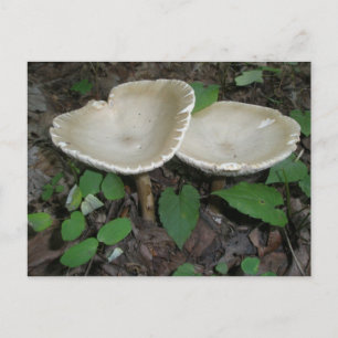 Cartão Postal Cartão-postal Tan Mushroom