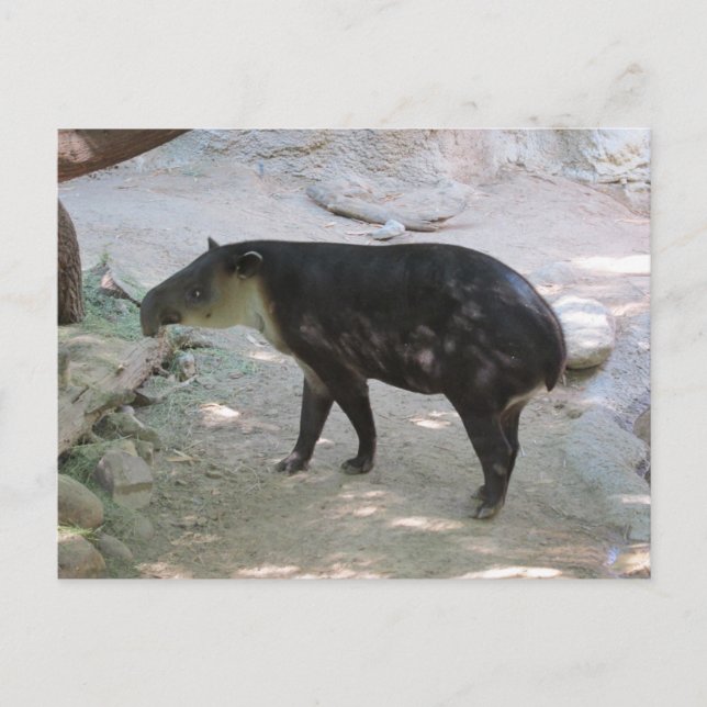 Cartão Postal Cartão-postal Tapir (Frente)