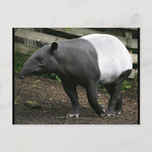 Cartão Postal Cartão-postal Tapir Malaio (Frente)