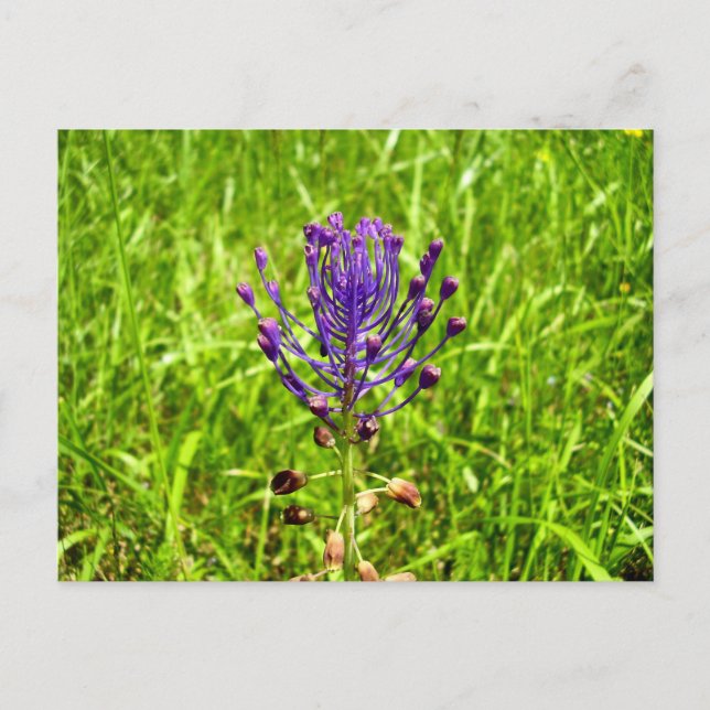 Cartão Postal Cartão-postal Tassel-Hyacinth (Frente)