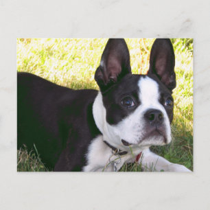 Cartão Postal Cartão-postal Terrier de Boston