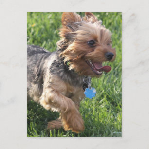 Cartão Postal Cartão-postal Terrier Dog