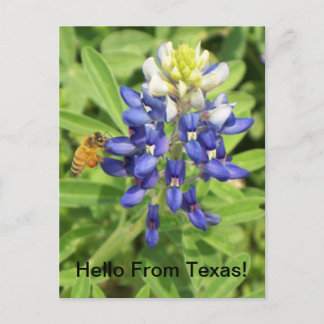 Cartão Postal Cartão-postal Texas Bluebonnet