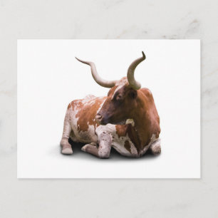 Cartão Postal Cartão-postal Texas Longhorn