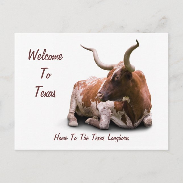 Cartão Postal Cartão-postal Texas Longhorn (Frente)