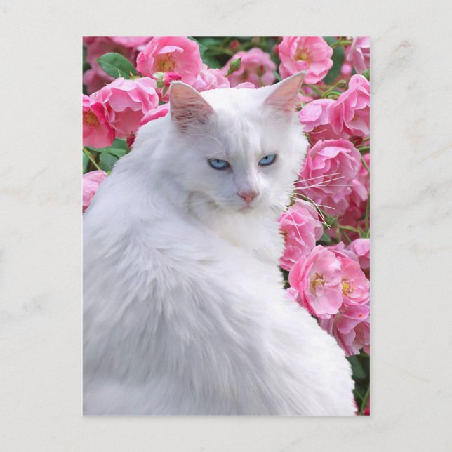 Cartão Postal Cartão-postal "Theodora" (Frente)