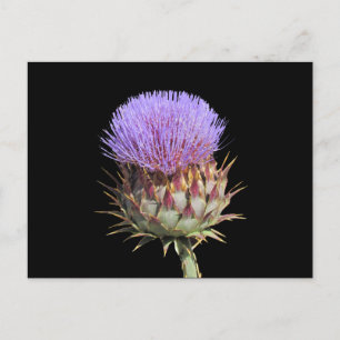 Cartão Postal Cartão-postal - Thistle