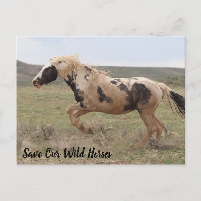 Cartão Postal Cartão-postal Thor McCullough (Frente)