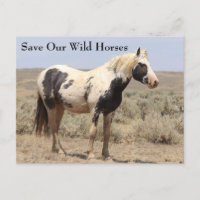 Cartão-postal Thor McCullough Wild Horse