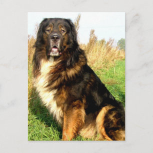 Cartão Postal Cartão-postal Tibetano Mastiff