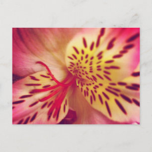 Cartão Postal Cartão-postal Tiger Lily