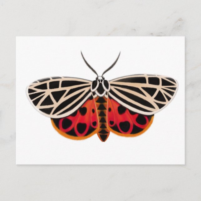 Cartão Postal Cartão-postal Tiger Moth (Frente)