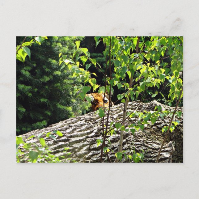 Cartão Postal Cartão-postal Tiger Peek-a-boo (Frente)