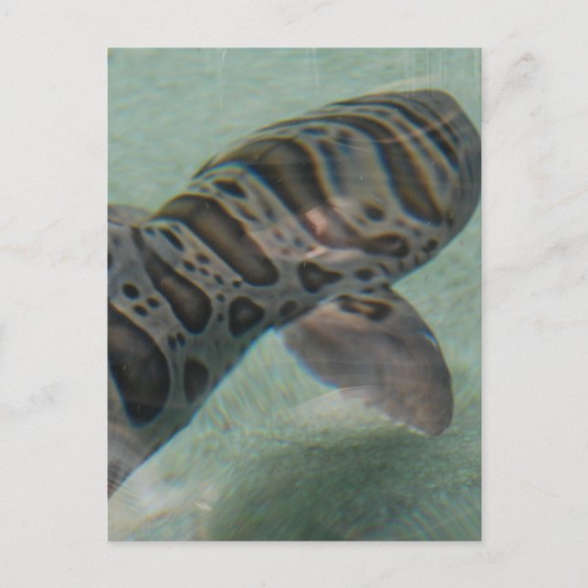 Cartão Postal Cartão-postal Tiger Shark (Frente)