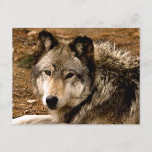 Cartão Postal Cartão-postal Timber Wolf 1630