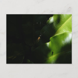 Cartão Postal Cartão-postal Tiny Spider