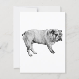 Cartão Postal Cartão-postal Tonal Bulldog