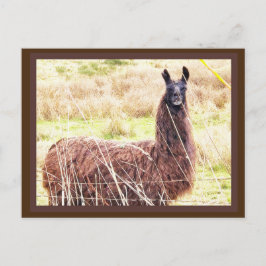 Cartão Postal Cartão-postal Toothy Lama