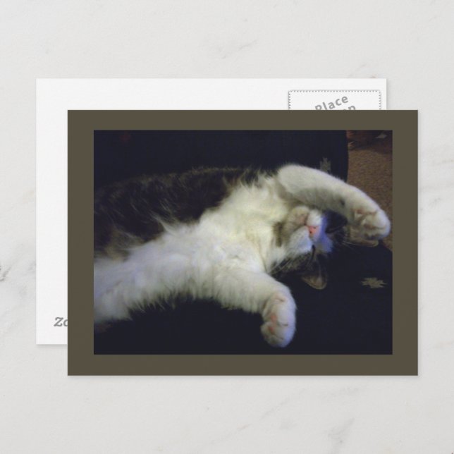 Cartão Postal Cartão-postal totalmente chillin (Frente/Verso)