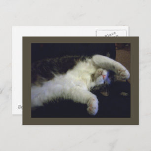 Cartão Postal Cartão-postal totalmente chillin