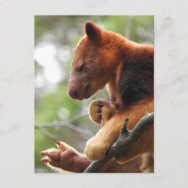 Cartão Postal Cartão-postal Tree Kangaroo