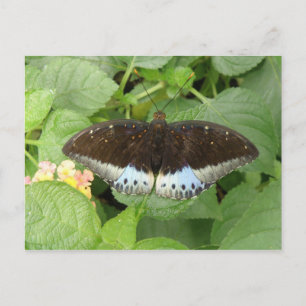 Cartão Postal Cartão-postal Tropical bonito