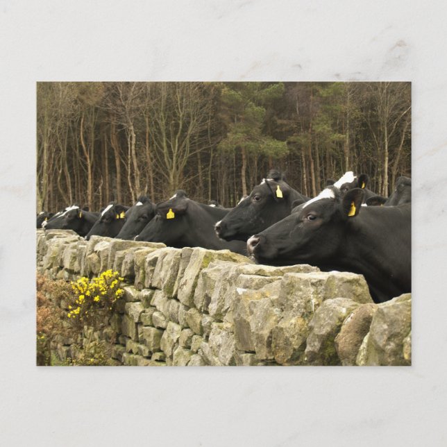 Cartão Postal Cartão-postal Tudo em Fila (Frente)