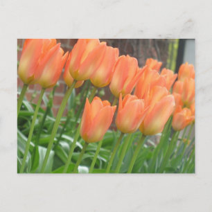 Cartão Postal Cartão-postal Tulips Laranja