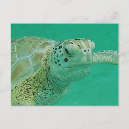 Cartão Postal Cartão-postal Turtle