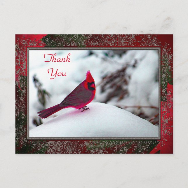 Cartão Postal Cartão-postal TY do Cardeal 6241 (Frente)