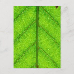 Cartão Postal Cartão-postal verde