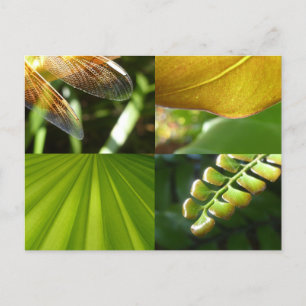 Cartão Postal Cartão-postal verde e Dourado